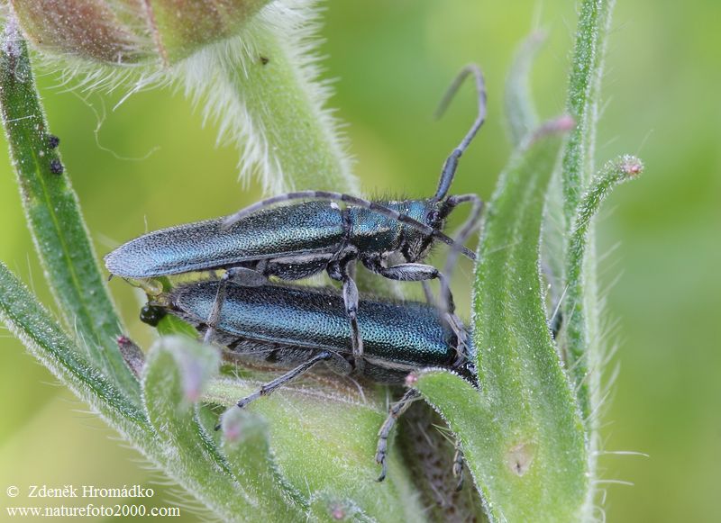 kozlíček chrastavcový, Agapanthia intermedia, Agapanthiini, Cerambycidae (Brouci, Coleoptera)